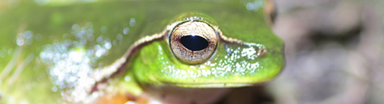 Are Season Passholders Being Treated Like the Proverbial Frog and Boiling Pot of Water?