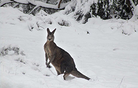 Special Report: July Ski Conditions from Around the World
